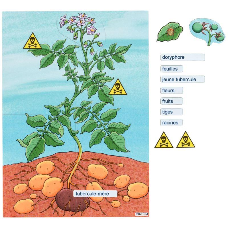 PLANT POMME DE TERRE MAGNET.